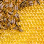 Jak zpracovat melecitózní med